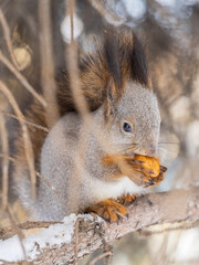 The squirrel with nut sits on tree in the winter or late autumn