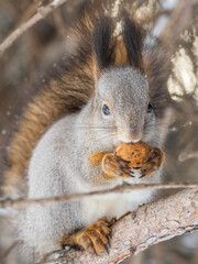The squirrel with nut sits on tree in the winter or late autumn