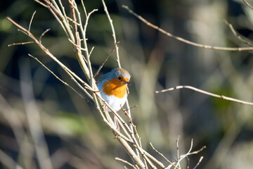 Robin (Erithacus rubecula) perched in a bush