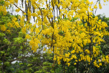 Golden shower flowers, also known as Sonalu, adorn the tree with vibrant yellow petals cascading down like a shimmering waterfall. Sunlit and serene, beautiful display celebrates nature's elegance