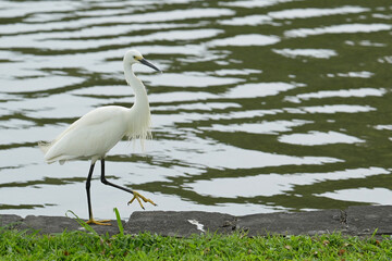 Little egret