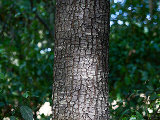 Obraz premium Tree trunk in the forest close-up, foliage out of focus, frontal view, bark texture, nature of France, Europe