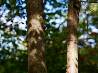 Tree trunk in the forest close-up, foliage out of focus, frontal view, bark texture, nature of France, Europe