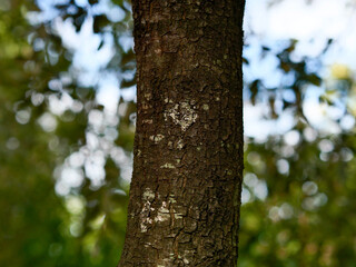 Obraz premium Tree trunk in the forest close-up, foliage out of focus, frontal view, bark texture, nature of France, Europe
