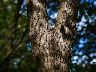 Tree trunk in the forest close-up, foliage out of focus, frontal view, bark texture, nature of France, Europe