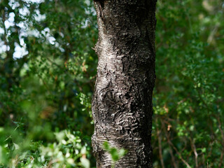 Tree trunk in the forest close-up, foliage out of focus, frontal view, bark texture, nature of France, Europe