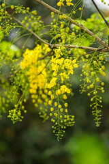 Golden shower flowers, also known as Sonalu, adorn the tree with vibrant yellow petals cascading down like a shimmering waterfall. Sunlit and serene, beautiful display celebrates nature's elegance
