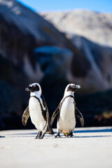 Fototapeta premium Two penguins on a sandy beach.
