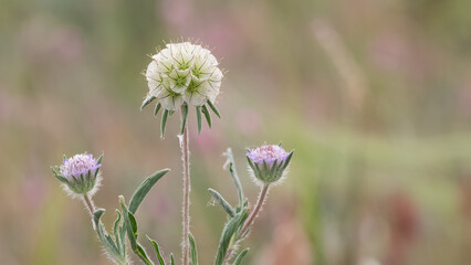 photos of wildflowers for background