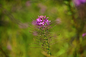 Beautiful purple spider flower (Cleome hassleriana) in full bloom, showing its delicate petals and long stamens. Also known as pink queen, spider plant, or grandfather’s whiskers, this vibrant floral 