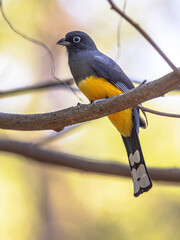 Black headed trogon on colorful background