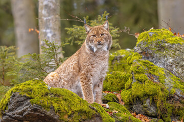 Eurasian Lynx in European Forest Habitat
