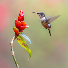 magenta-throated woodstar flying in front of flower