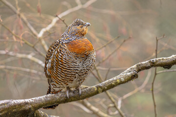 Female Western capercaillie wood grouse