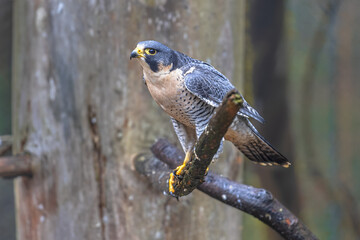 Peregrine falcon waiting for prey in tree