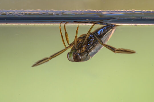 Greater Water-Boatman water insect