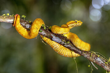 Yellow eyelash viper resting on branch