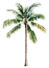 Obraz premium PNG Palm tree illustration palm palm tree.