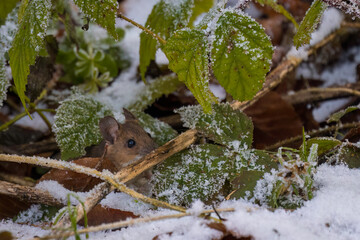 Aufnahme einer Waldmaus in ihrem Habitat, im Winter.