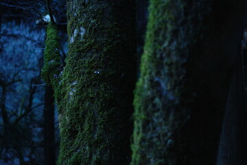 樹木と共生する苔03
