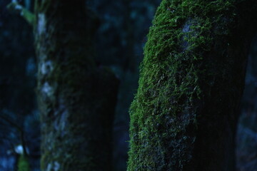 樹木と共生する苔02