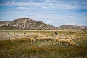 Sheep grazing in a meadow next to a shepherd