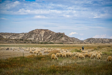Sheep grazing in a meadow next to a shepherd