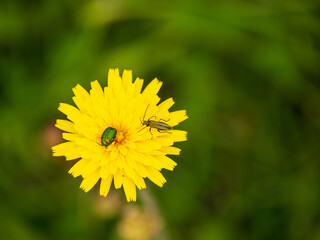 Rose Chafer and Musk Beeetle on a Dandelion
