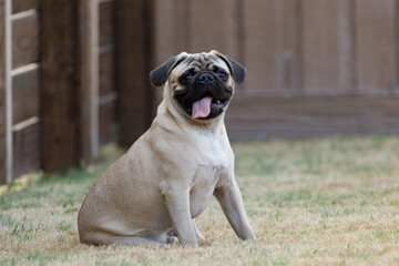 The Pug