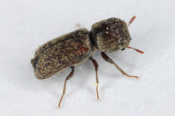 Micrapate scabrata a small beetle from the family auger beetles, false powderpost beetles, Bostrichidae.