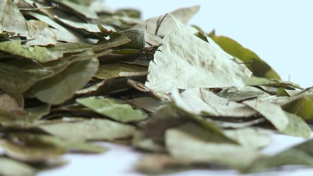 Coca leaves in the hand of a latin woman in South America
