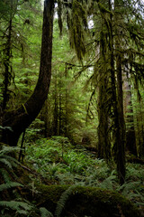 Rainforest foliage in Olympic National Park