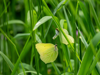 Male Brimstone Butterfly Attempting to Mate With a Female