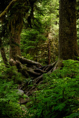 root systems of two trees