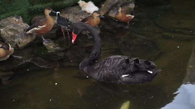 4K Footage Black Swan (Cygnus atratus) Large Water Bird Flapping Its Wings By The Lake. Close Up Shot