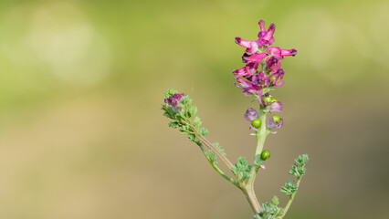 wild plants and flowers. photos of pink flowering plants.