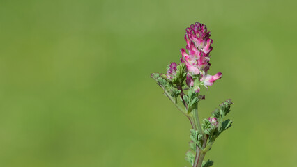 wild plants and flowers. photos of pink flowering plants.