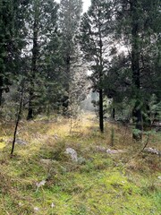 Forest in Podgorica on a clear day after raining. High quality photo