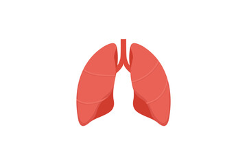 A Simple Illustration Shows Human Lungs Anatomy. flat style illustration vector