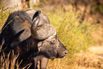Cape Buffalo in the african bush
