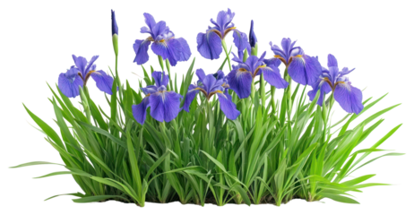 PNG Iris flowers bush irises purple arrangement.