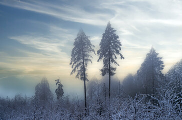 Waldstimmung im Raureif