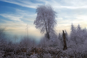 Winterstimmung am Sälzer Weg