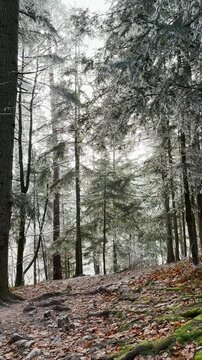 Frosty winter walk to Tomasovsky view, the rock protuberance providing wonderful views in National Park of Slovensky raj, Slovakia
