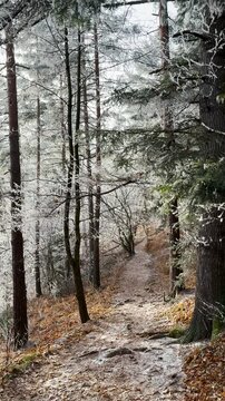 Frosty winter walk to Tomasovsky view, the rock protuberance providing wonderful views in National Park of Slovensky raj, Slovakia
