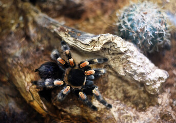 Spider
