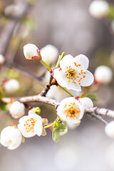 Close-up of blooming white flowers on tree branch during spring season