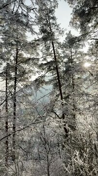 Frosty winter walk to Tomasovsky view, the rock protuberance providing wonderful views in National Park of Slovensky raj, Slovakia
