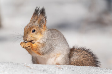 The squirrel in winter sits on white snow.