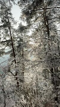 Frosty winter walk to Tomasovsky view, the rock protuberance providing wonderful views in National Park of Slovensky raj, Slovakia
